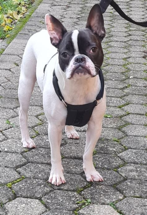 französische bulldogge freiatmend Kleinanzeigen kaufen.